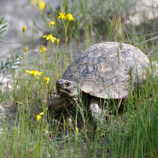 Cappadocia - Zemi valley - Tortoise